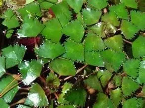 35种水生植物科普 - 次生壁 - 生物专人的博客 35种水生植物科普 - 次生壁 - 生物专人的博客
