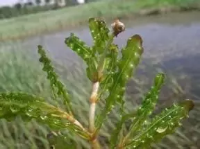 35种水生植物科普 - 次生壁 - 生物专人的博客 35种水生植物科普 - 次生壁 - 生物专人的博客