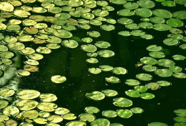 35种水生植物科普 - 次生壁 - 生物专人的博客 35种水生植物科普 - 次生壁 - 生物专人的博客