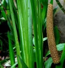 35种水生植物科普 - 次生壁 - 生物专人的博客 35种水生植物科普 - 次生壁 - 生物专人的博客