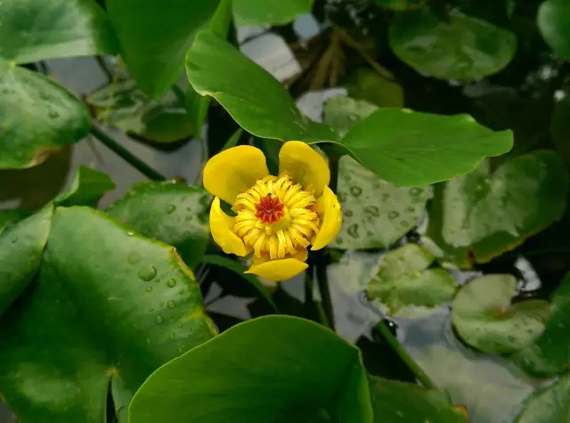 35种水生植物科普 - 次生壁 - 生物专人的博客 35种水生植物科普 - 次生壁 - 生物专人的博客