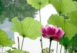 35种水生植物科普 - 次生壁 - 生物专人的博客 35种水生植物科普 - 次生壁 - 生物专人的博客