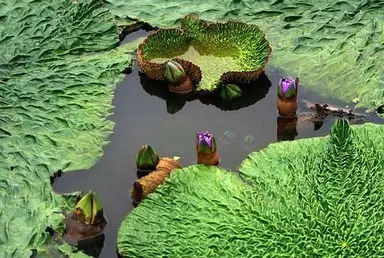 35种水生植物科普 - 次生壁 - 生物专人的博客 35种水生植物科普 - 次生壁 - 生物专人的博客
