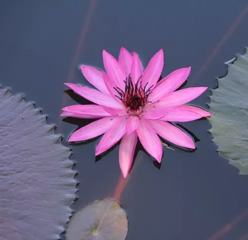35种水生植物科普 - 次生壁 - 生物专人的博客 35种水生植物科普 - 次生壁 - 生物专人的博客