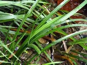 35种水生植物科普 - 次生壁 - 生物专人的博客 35种水生植物科普 - 次生壁 - 生物专人的博客