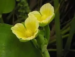 35种水生植物科普 - 次生壁 - 生物专人的博客 35种水生植物科普 - 次生壁 - 生物专人的博客