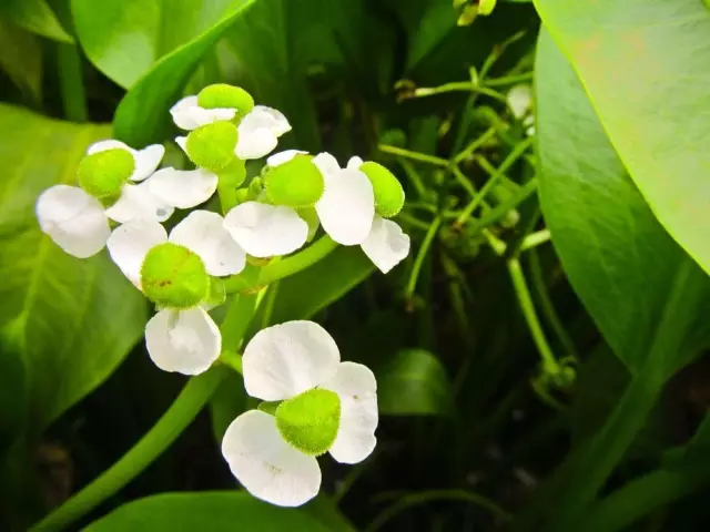 35种水生植物科普 - 次生壁 - 生物专人的博客 35种水生植物科普 - 次生壁 - 生物专人的博客