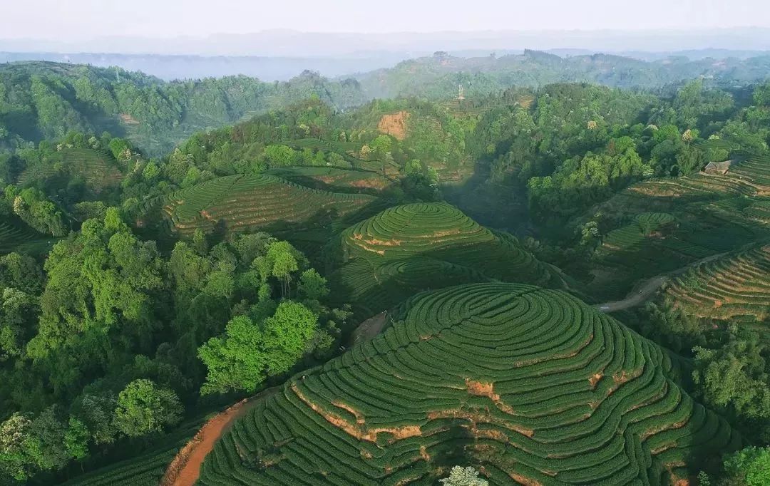 双河乡位于名山东南部,地形以丘陵为主,有大面积的茶园.