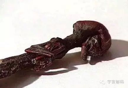 奇怪世间生物有哪些_世间奇怪生物_世界奇怪生物