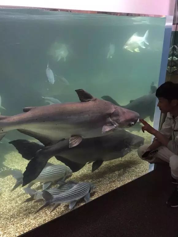 世界上最大的淡水鱼水族馆,你能把持的住吗?