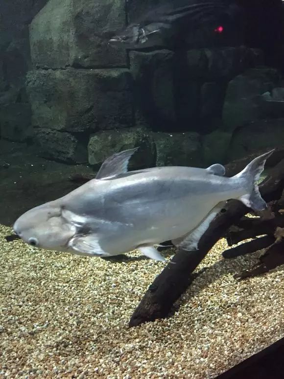 扁加秋司鲨