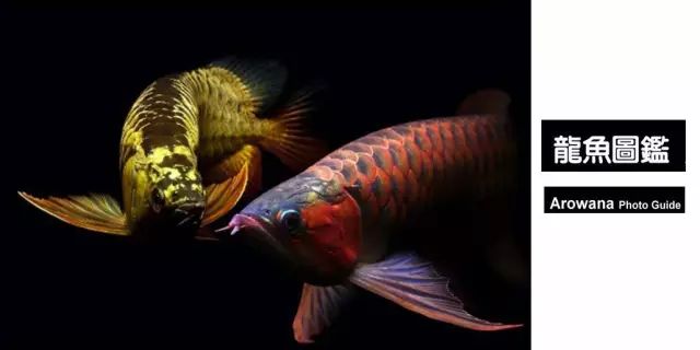 龙鱼的种类有哪些？，亚洲龙鱼--红龙鱼-红龙鱼▲红龙鱼