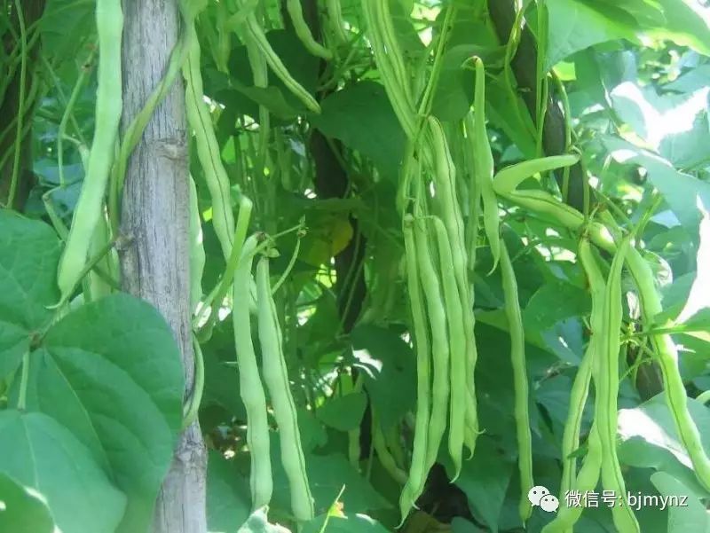 架豆种植方法