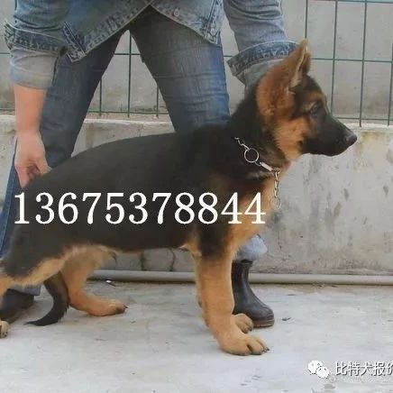 兰州德牧犬价格