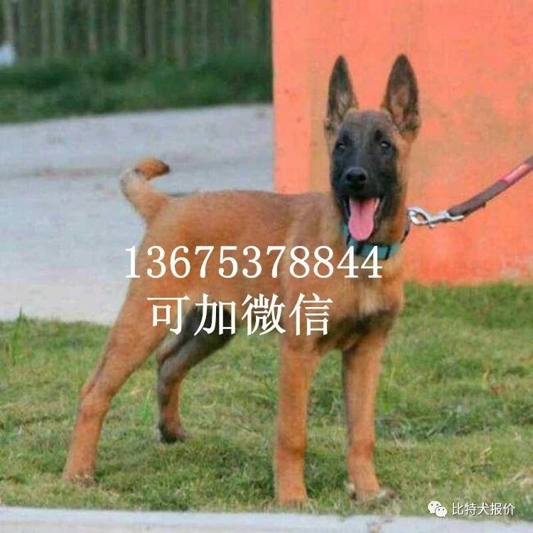 杭州马犬多少钱一只