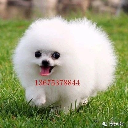 恩施博美犬价格