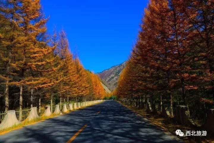 麦秀国家森林公园位于黄南州泽库县境内,距州府隆务镇32公里,是一个
