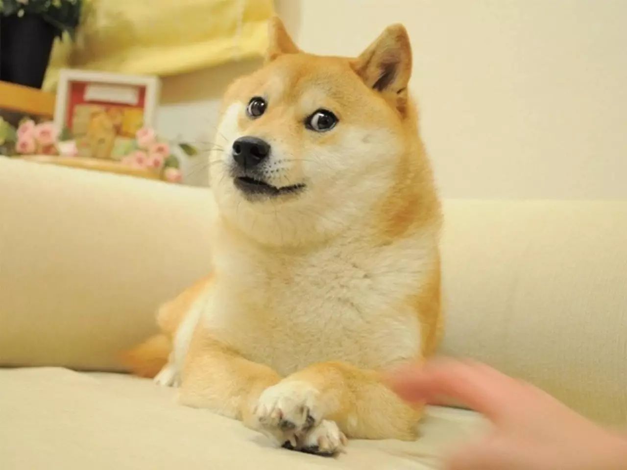 这么魔性的表情都被你们发现了,明明在ins上人家也还是一只正常的汪啊