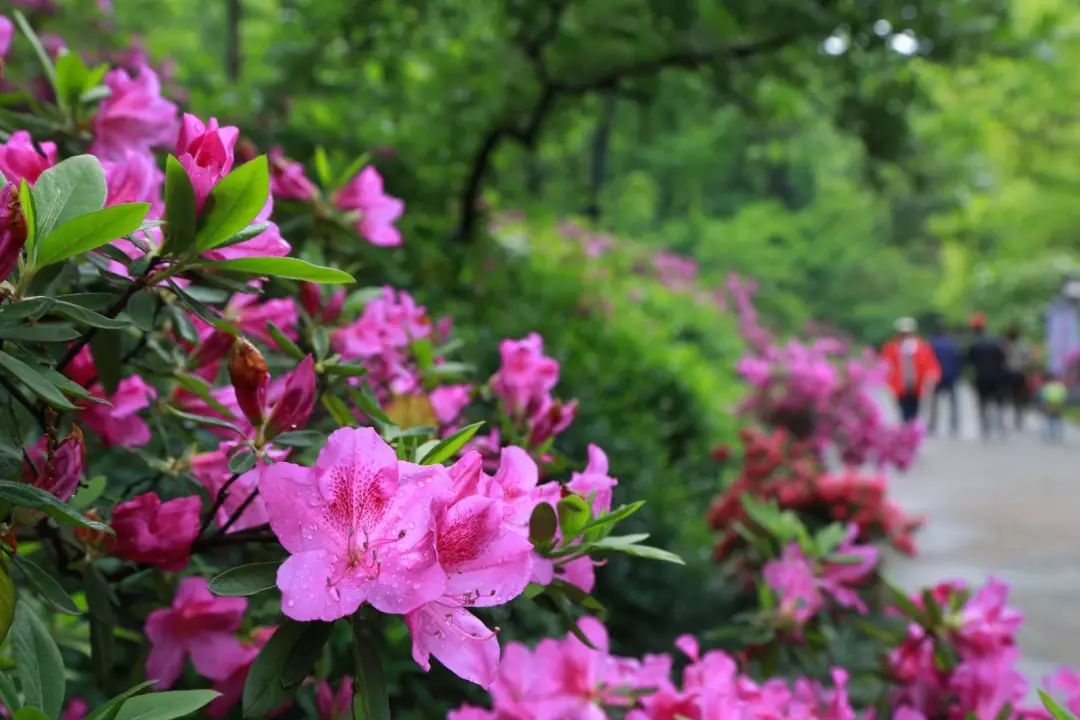 春天去南山看镇江的市花——杜鹃花