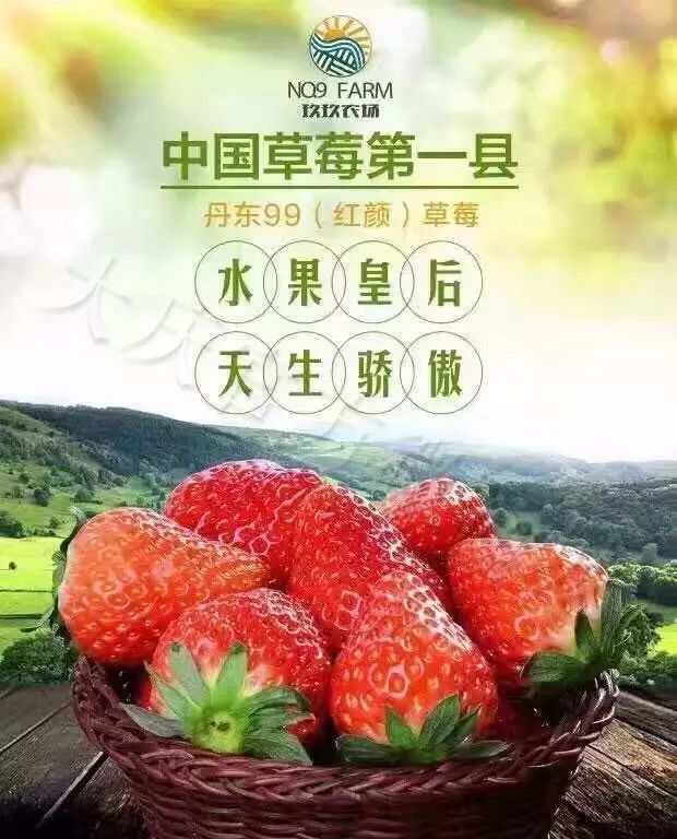 今儿小编推荐的是—— 为啥说丹东的九九草莓最好吃?