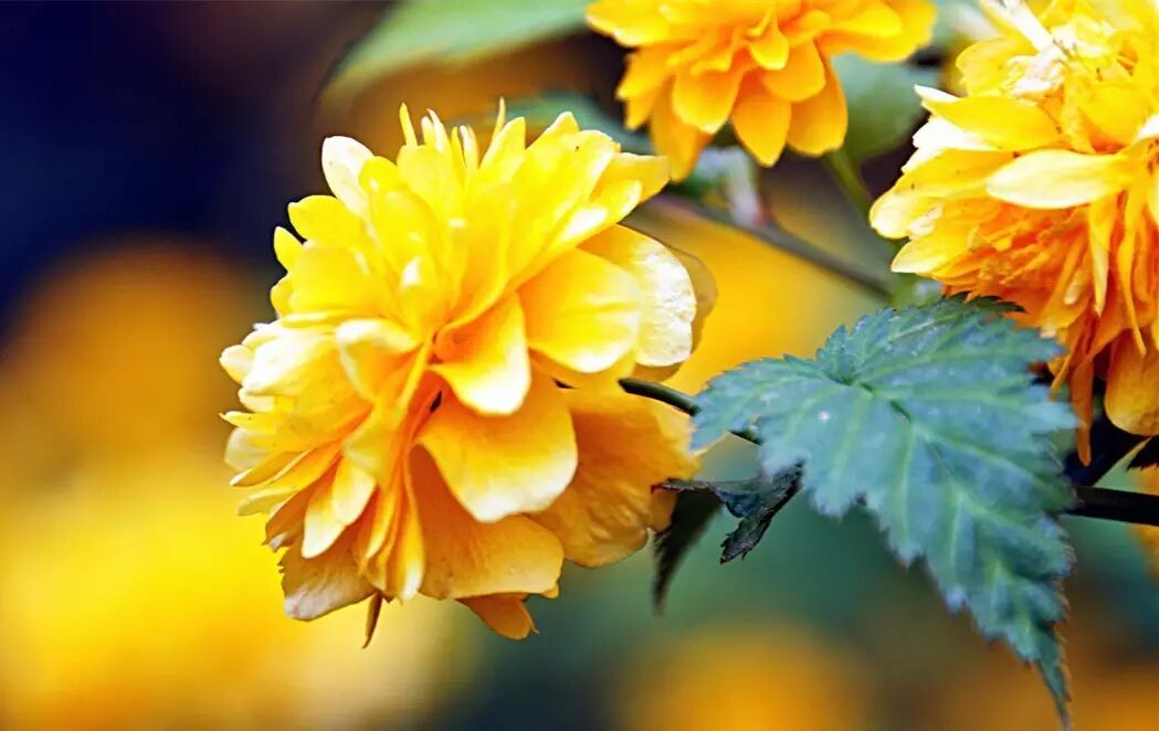 红叶李是常绿还是落叶_落叶红什么意思_落叶红是什么