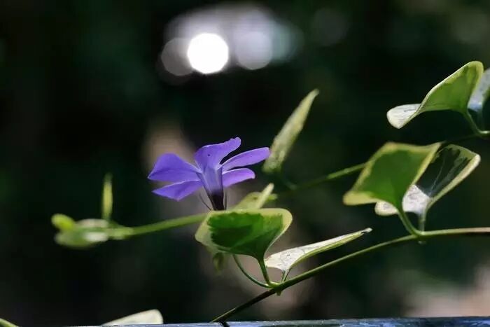 落叶红是什么_红叶李是常绿还是落叶_落叶红什么意思