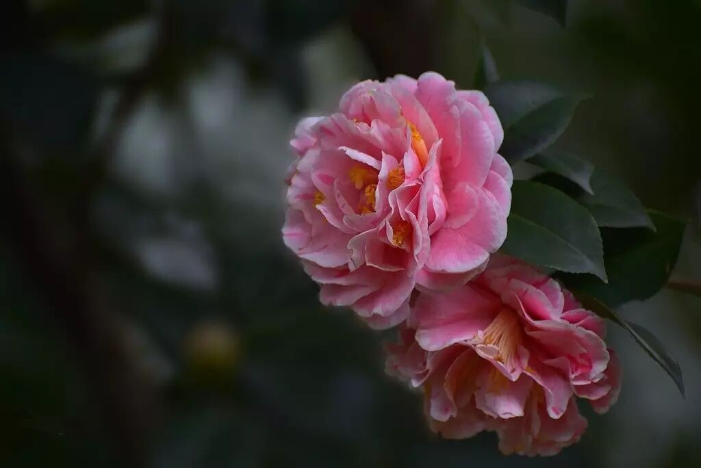 落叶红是什么_落叶红什么意思_红叶李是常绿还是落叶