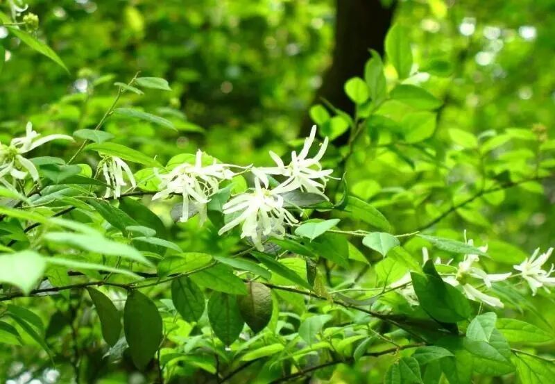 落叶红是什么_红叶李是常绿还是落叶_落叶红什么意思