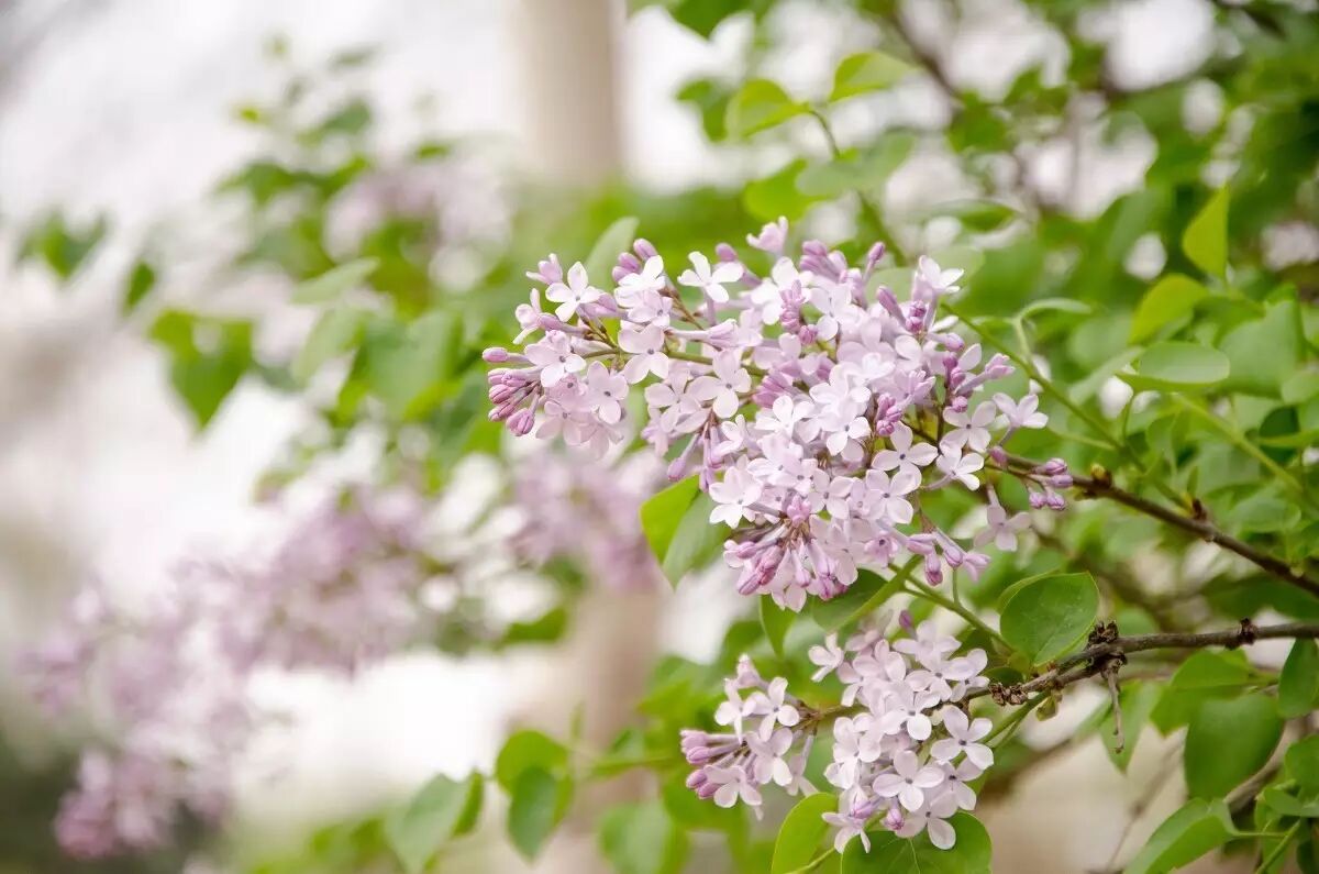 落叶红是什么_落叶红什么意思_红叶李是常绿还是落叶