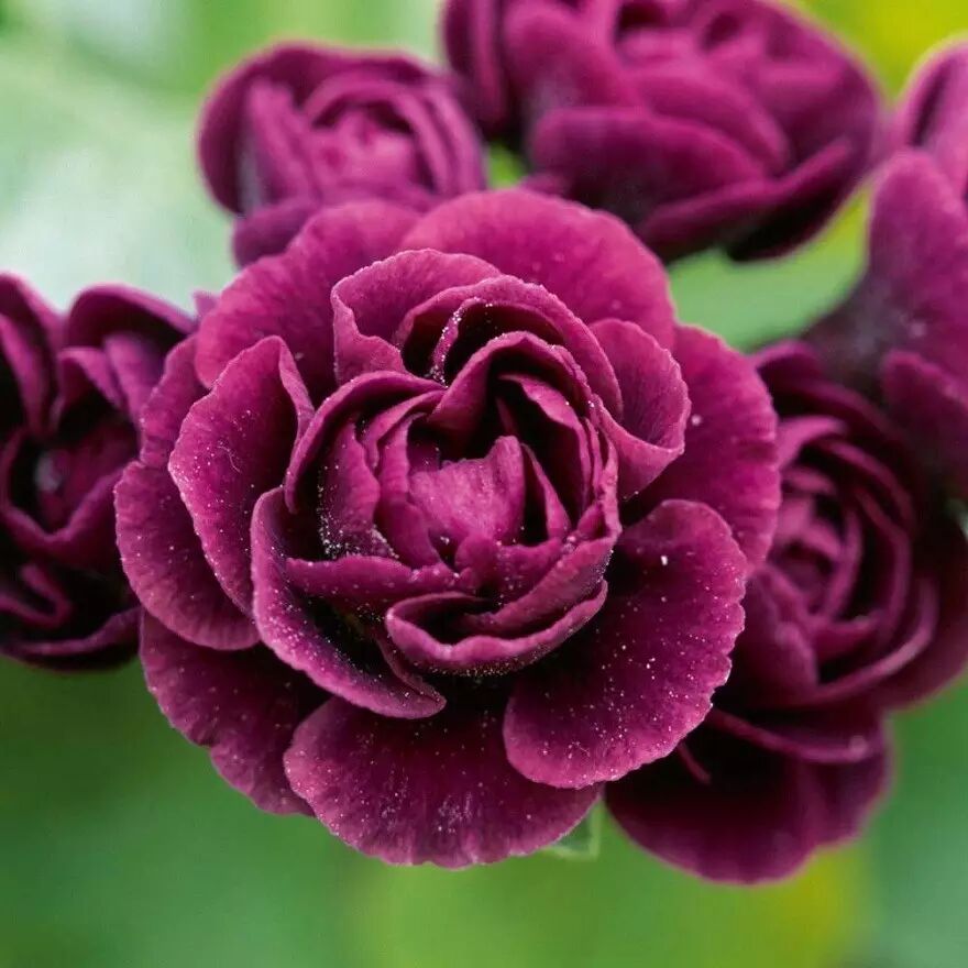 落叶红什么意思_落叶红是什么_红叶李是常绿还是落叶