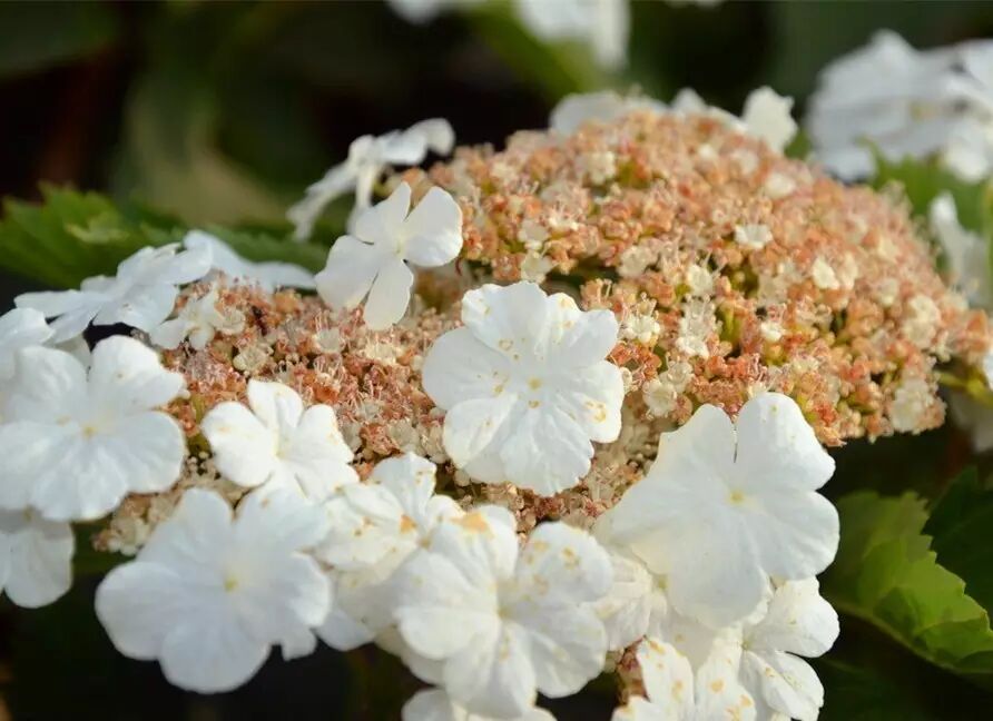 落叶红什么意思_红叶李是常绿还是落叶_落叶红是什么