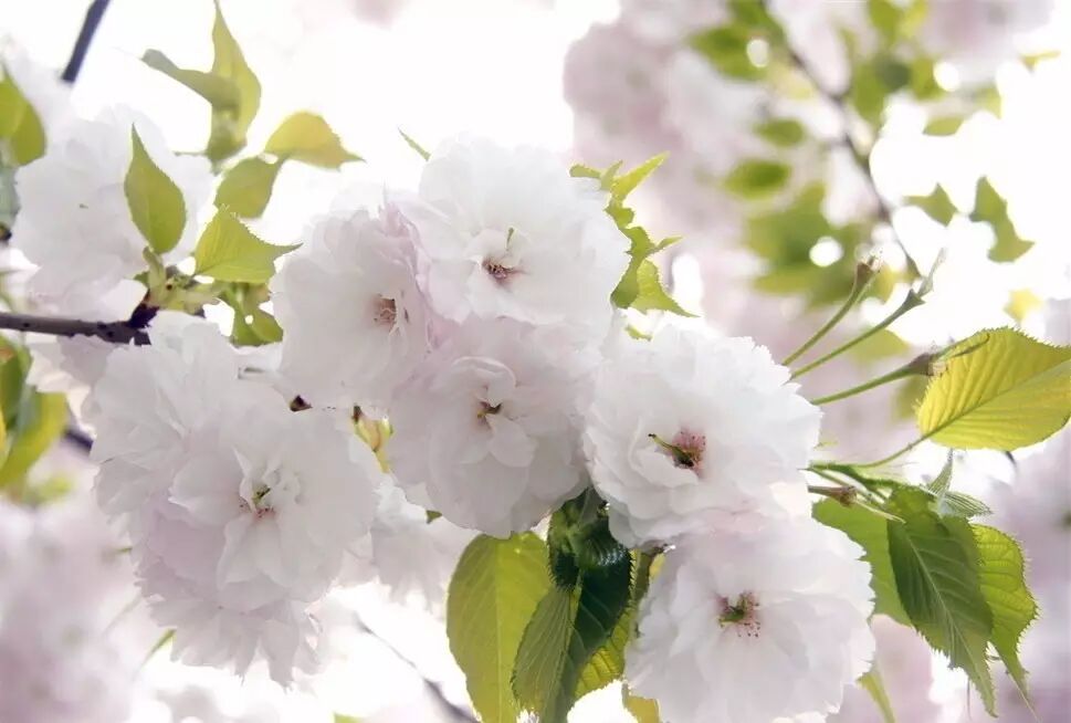 落叶红什么意思_红叶李是常绿还是落叶_落叶红是什么