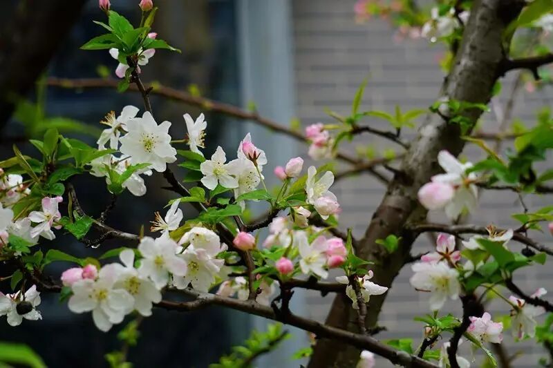 红叶李是常绿还是落叶_落叶红是什么_落叶红什么意思