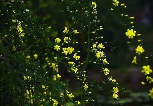 落叶红什么意思_红叶李是常绿还是落叶_落叶红是什么