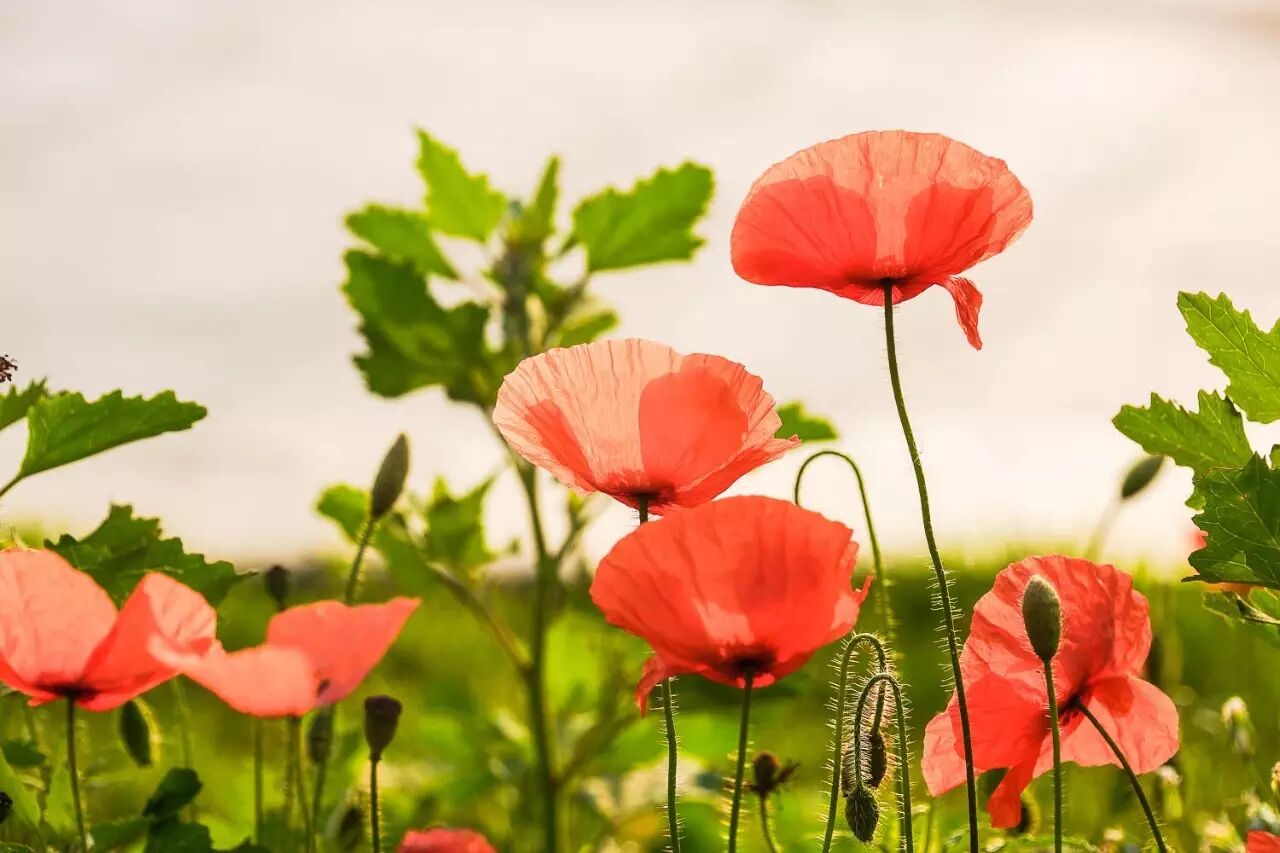 落叶红什么意思_落叶红是什么_红叶李是常绿还是落叶