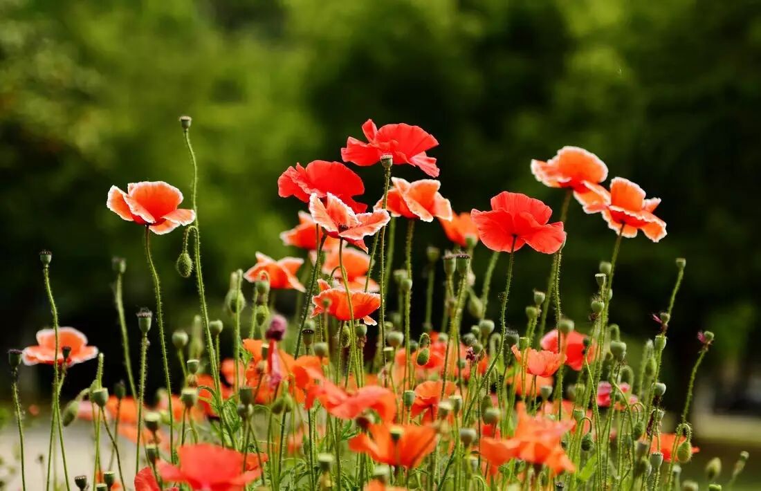 红叶李是常绿还是落叶_落叶红是什么_落叶红什么意思