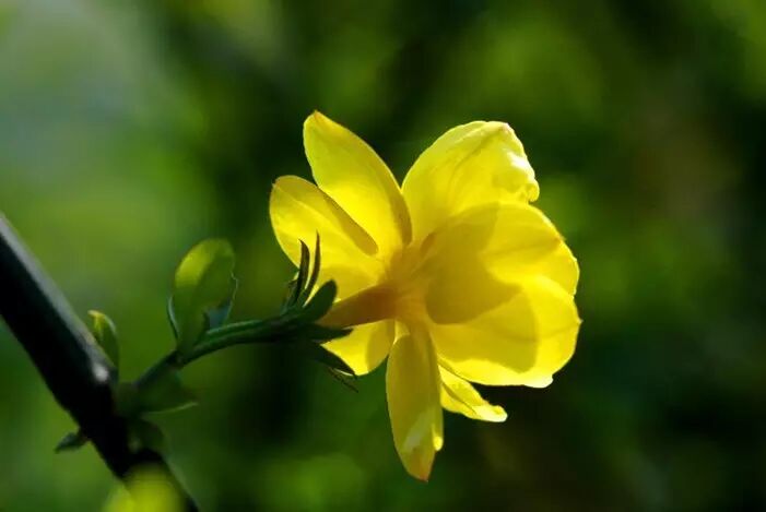 红叶李是常绿还是落叶_落叶红什么意思_落叶红是什么