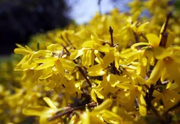 红叶李是常绿还是落叶_落叶红什么意思_落叶红是什么