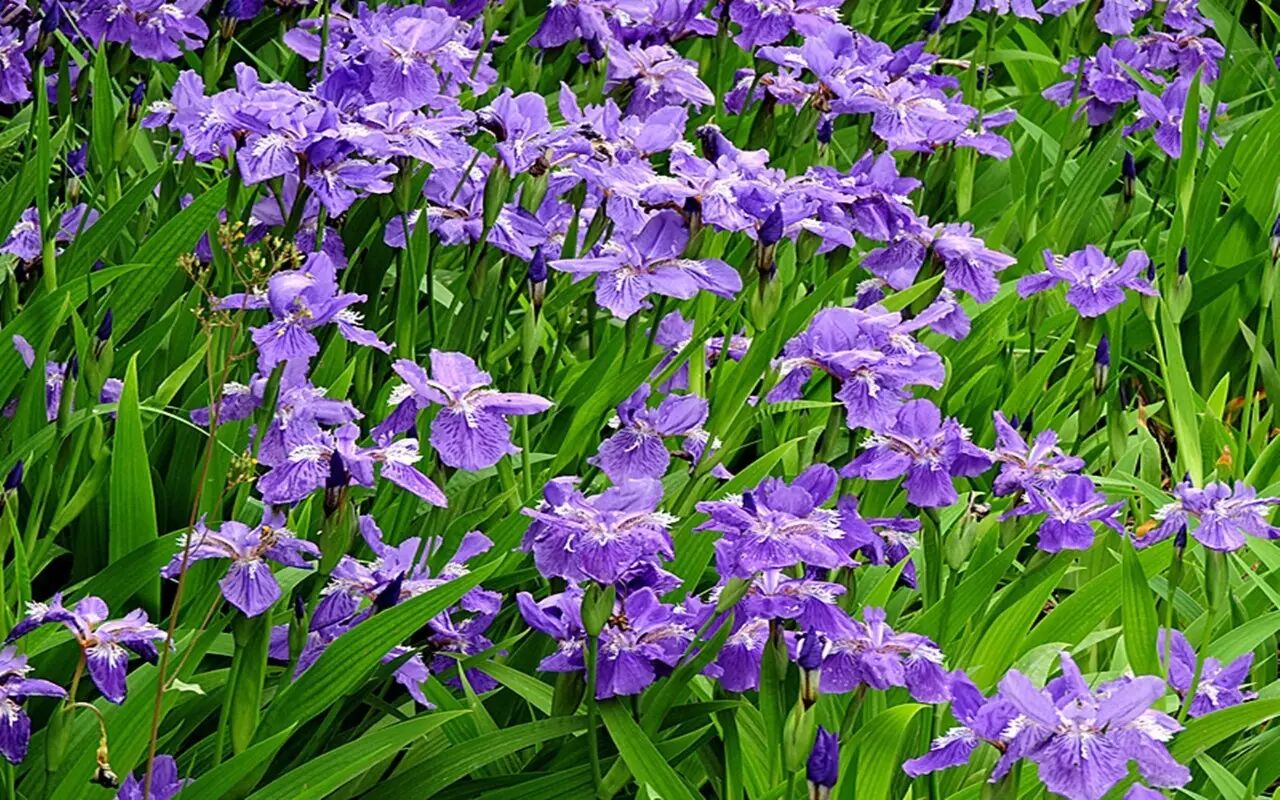 红叶李是常绿还是落叶_落叶红什么意思_落叶红是什么