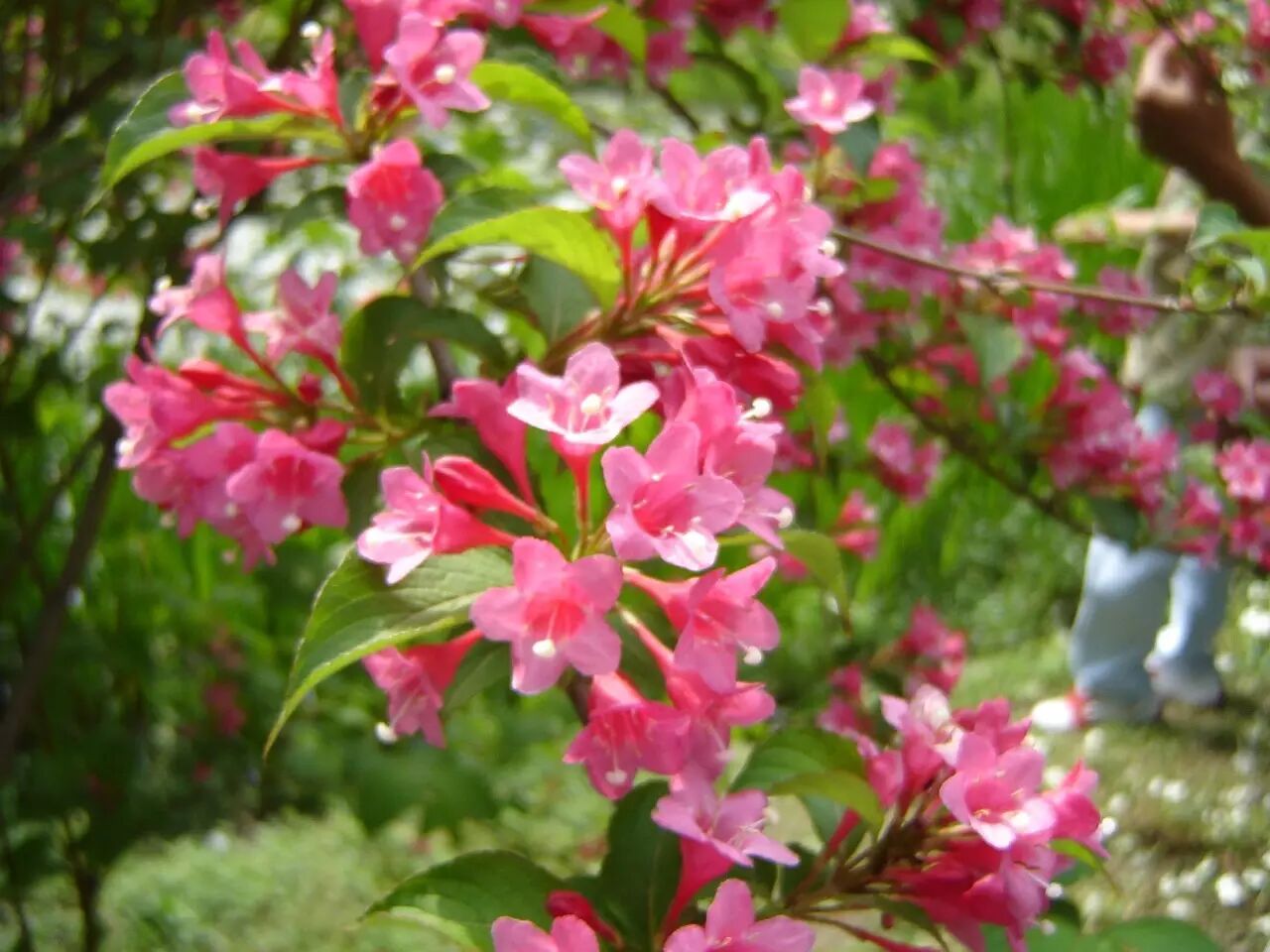 落叶红什么意思_红叶李是常绿还是落叶_落叶红是什么