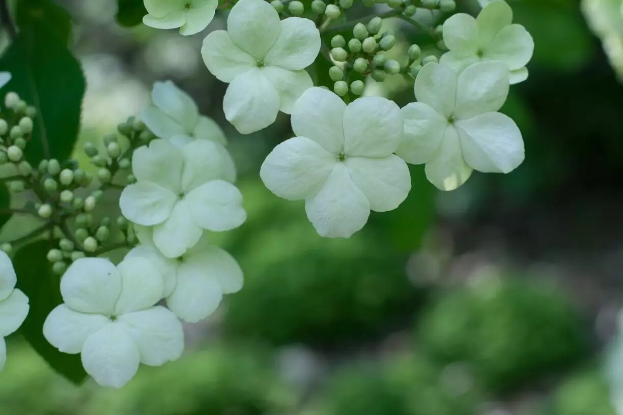 落叶红是什么_落叶红什么意思_红叶李是常绿还是落叶