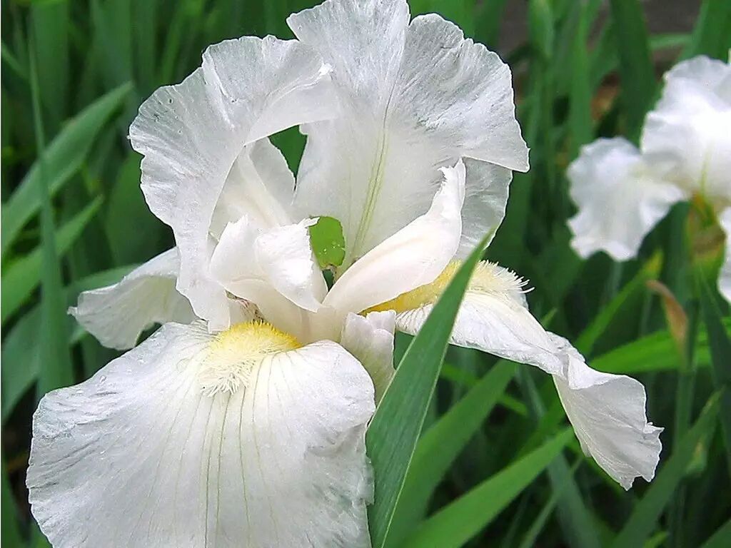 落叶红是什么_落叶红什么意思_红叶李是常绿还是落叶