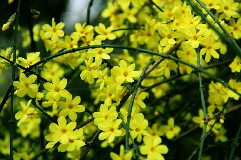 落叶红什么意思_红叶李是常绿还是落叶_落叶红是什么