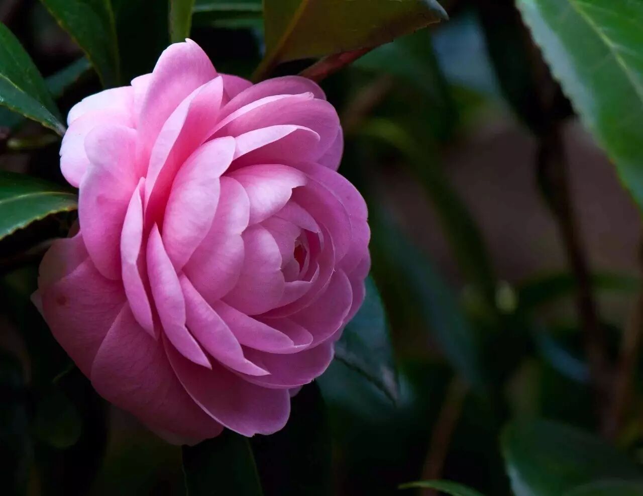 落叶红什么意思_红叶李是常绿还是落叶_落叶红是什么