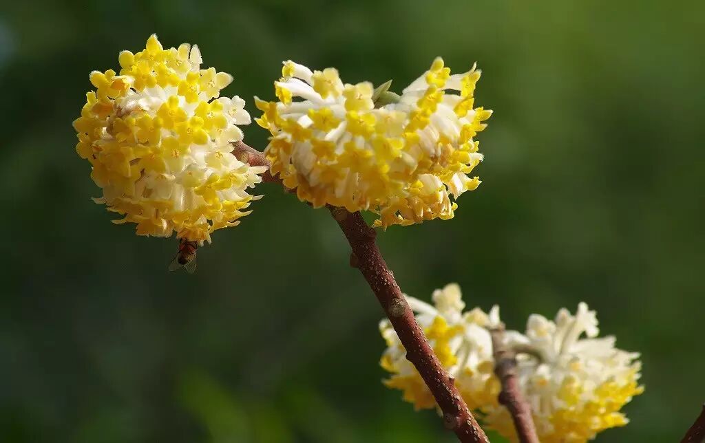 落叶红是什么_红叶李是常绿还是落叶_落叶红什么意思