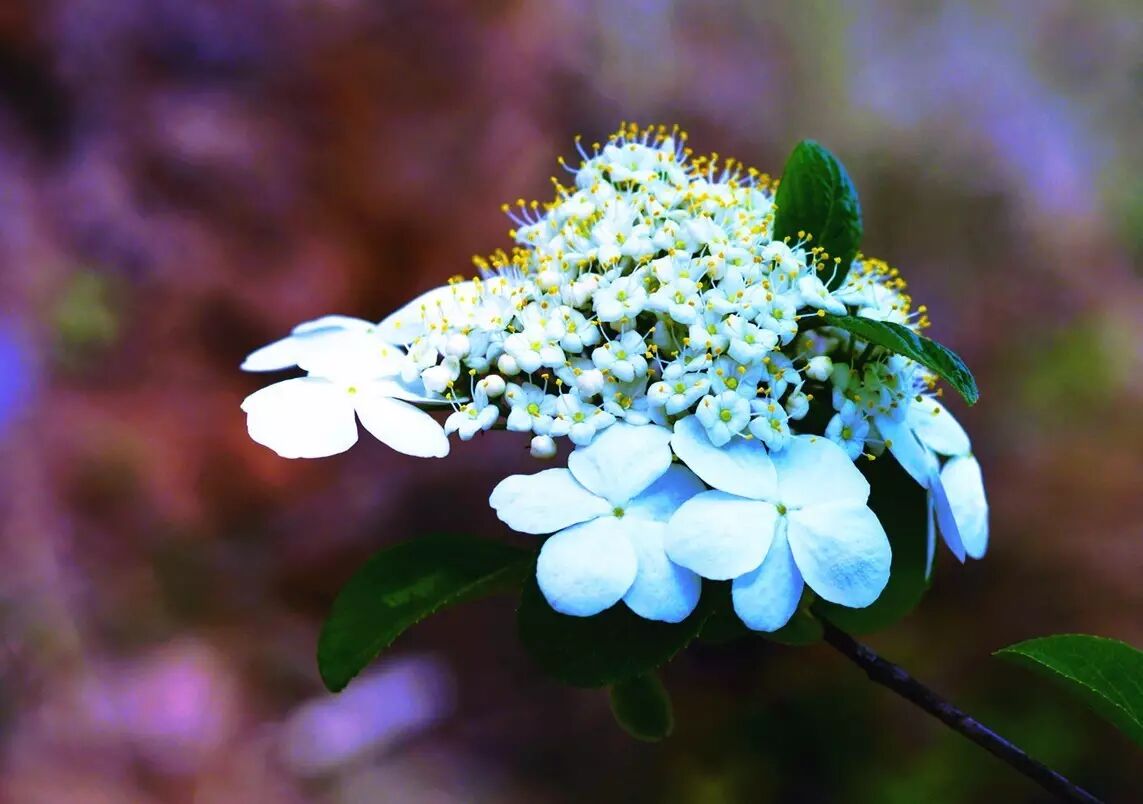 红叶李是常绿还是落叶_落叶红是什么_落叶红什么意思