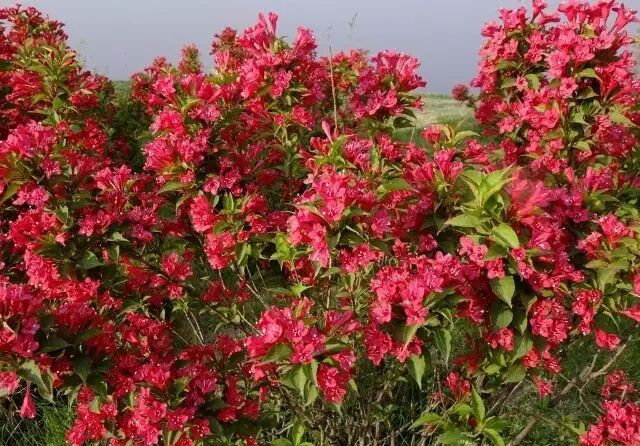 落叶红什么意思_红叶李是常绿还是落叶_落叶红是什么