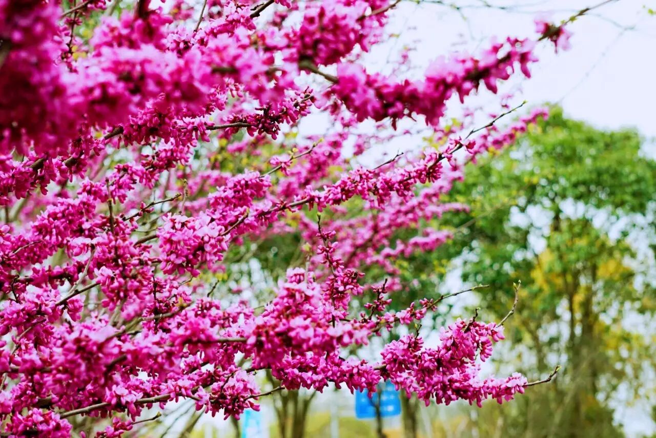 红叶李是常绿还是落叶_落叶红是什么_落叶红什么意思