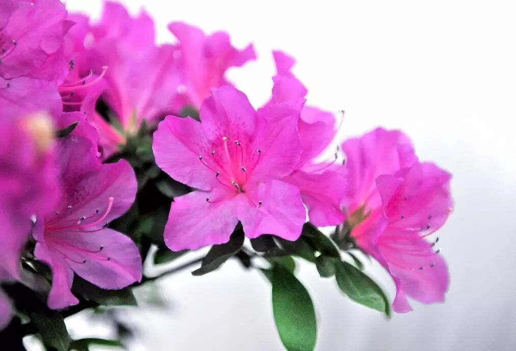 落叶红是什么_红叶李是常绿还是落叶_落叶红什么意思