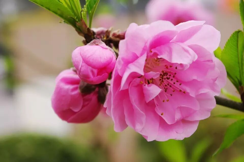 红叶李是常绿还是落叶_落叶红什么意思_落叶红是什么